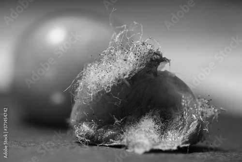 tomate pourrie nature morte