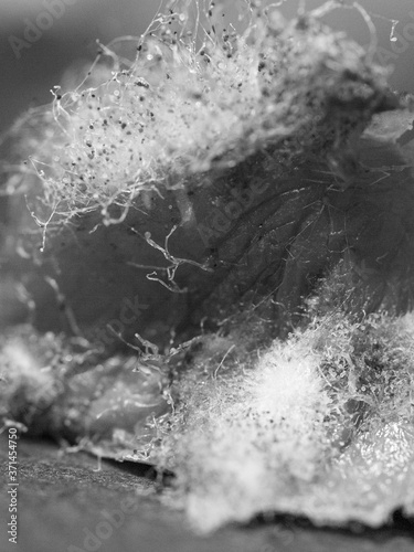 tomate pourrie nature morte