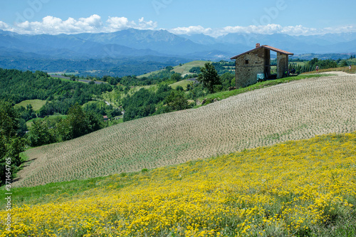 campo giallo elicriso photo