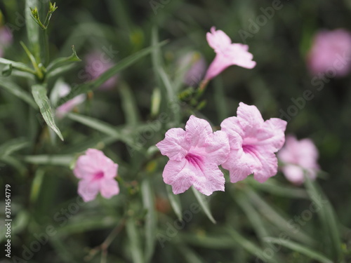 Cayenne Jasmine  Periwinkle  Catharanthus rosea  Madagascar Periwinkle  Vinca  Apocynaceae name flower pink color springtime in garden on blurred of nature background