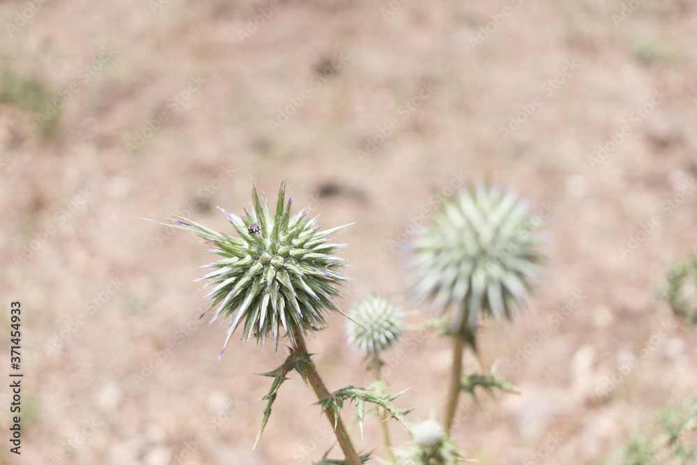 thistle in the field