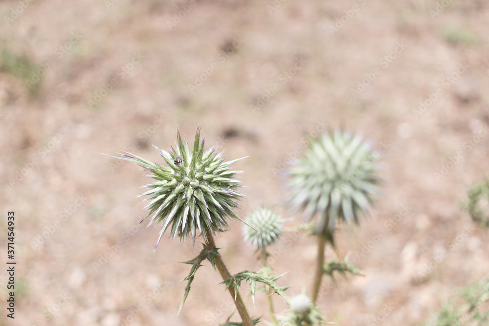 thistle in the field thistle in the field