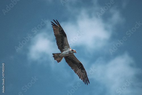 Osprey in flight