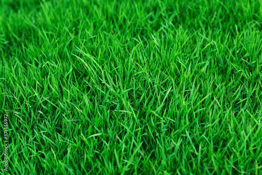 Obraz premium The texture of green grass for the background