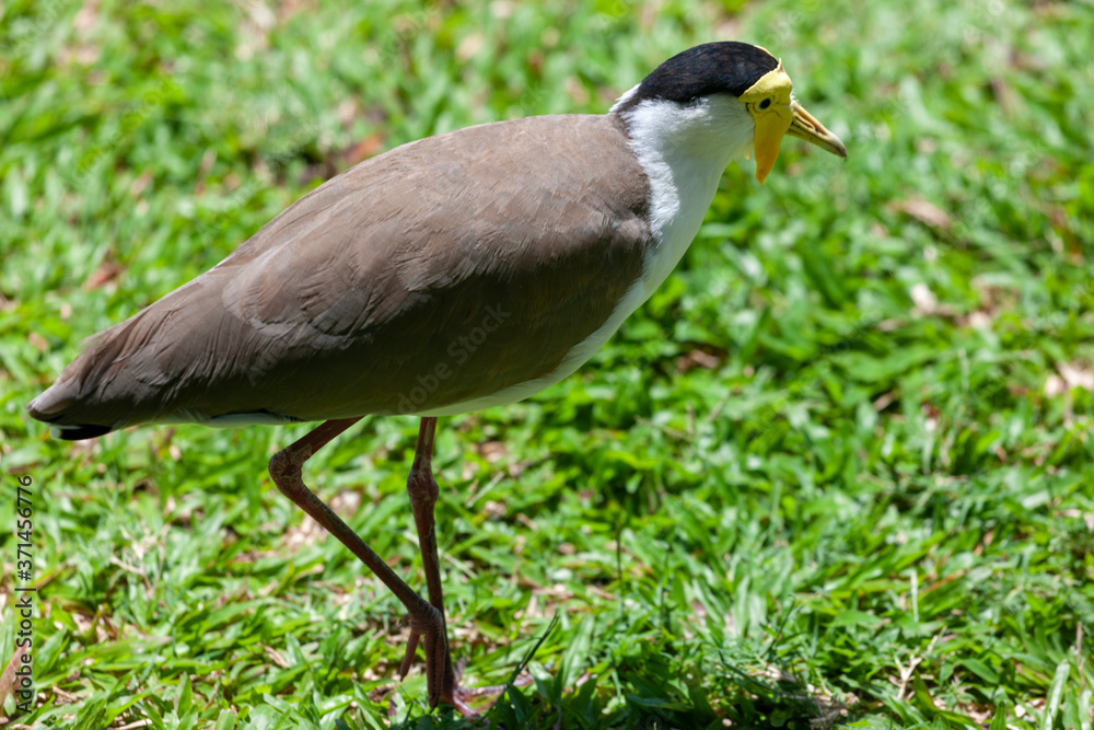 Naklejka premium A bird walking on the grass