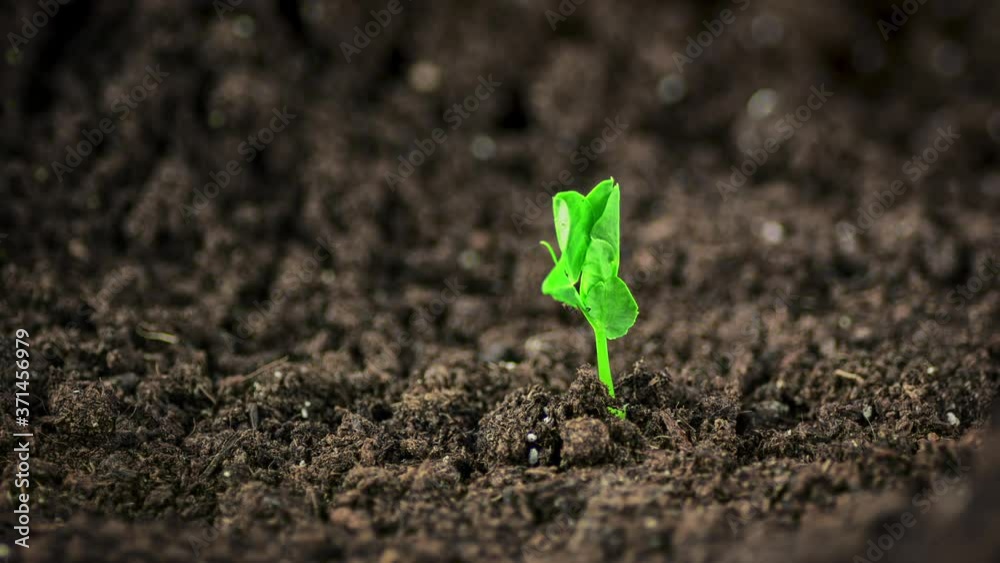 Time lapse footage of a pea seedling growing out of the fertile dark soil into a small plant