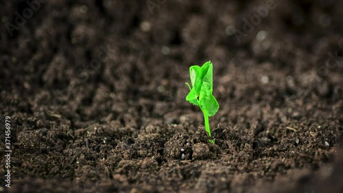 Time lapse footage of a pea seedling growing out of the fertile dark soil into a small plant photo
