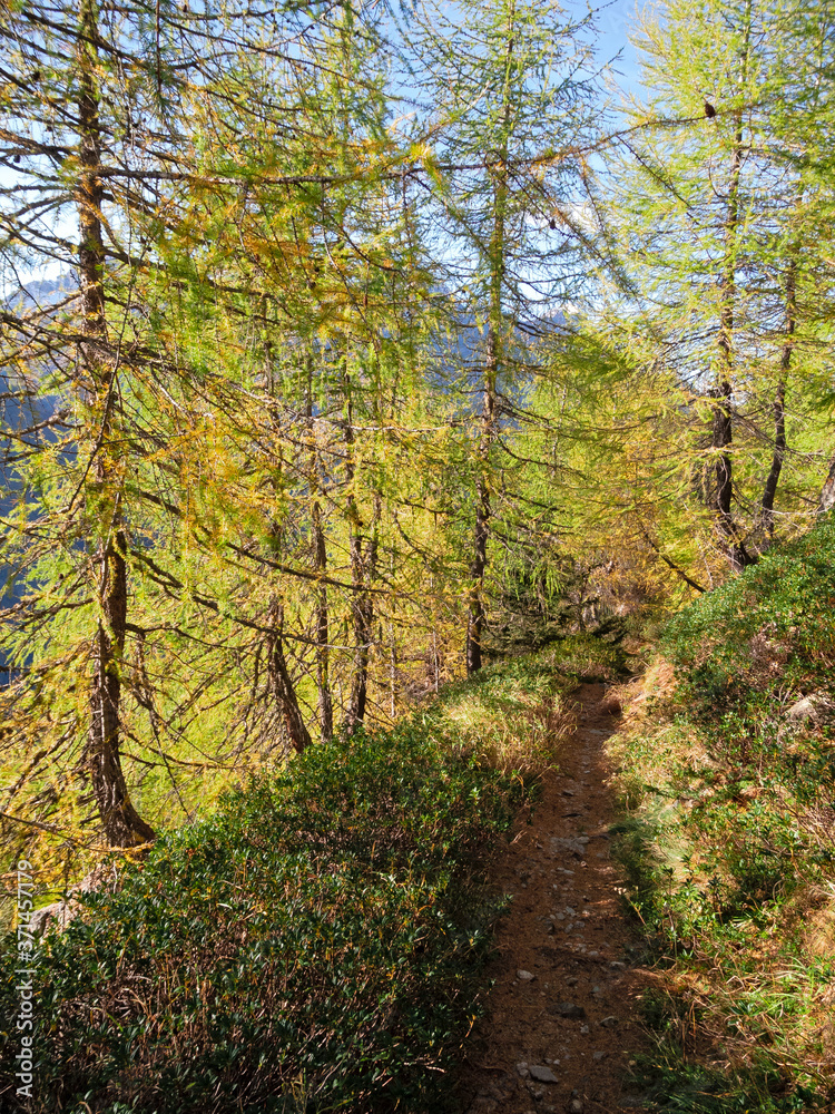 The colors of autumn in the woods in Valtellina, Italy