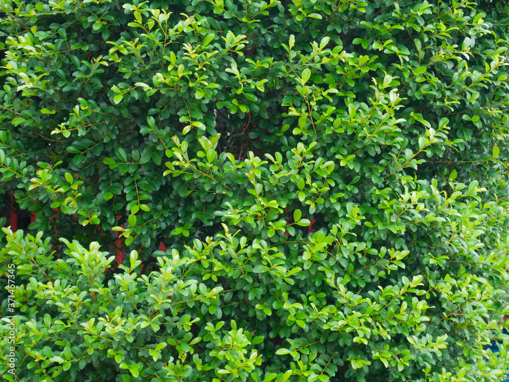 green leaves against blue sky green leaves against blue sky