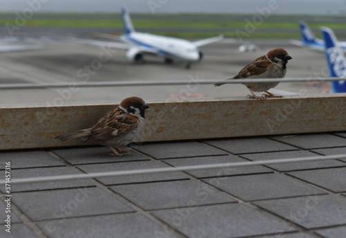 The little sparrows silently looking at the airplanes in Tokyo Japan
