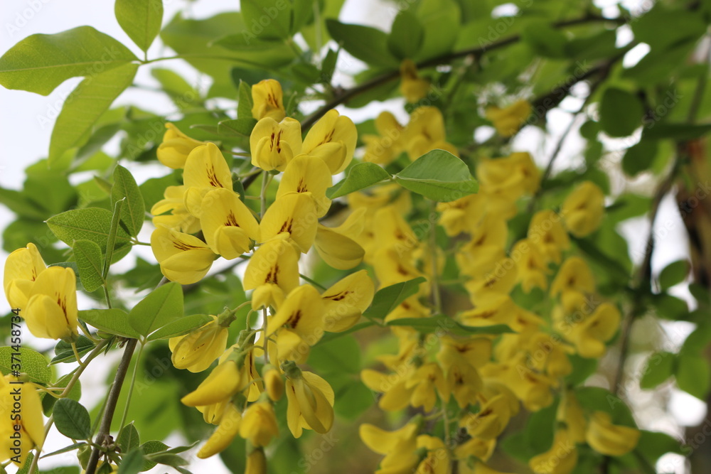 
Bright yellow flowers bloom on the acacia tree on a sunny spring day