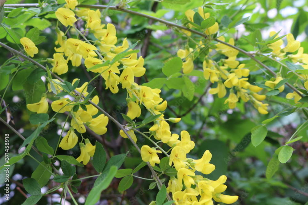 Bright yellow flowers bloom on the acacia tree on a sunny spring day
Bright yellow flowers bloom on the acacia tree on a sunny spring day