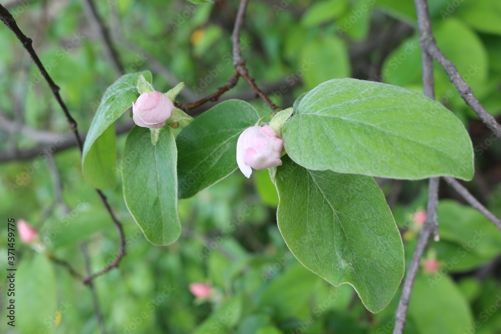 Delicate pink buds are ready to turn into flowers on the branches of a quince tree in spring
Delicate pink buds are ready to turn into flowers on the branches of a quince tree in spring