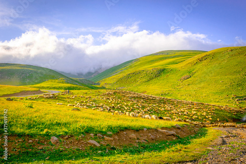 Flock of sheeps with shephard in green nature highlands surounded by clouds and hills. Coutryside and farming in caucasus.