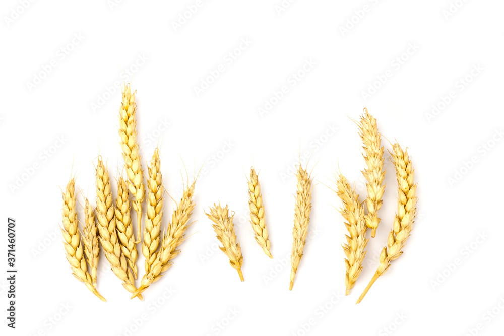 Spikelets of golden wheat, isolated on white background Spikelets of golden wheat, isolated on white background