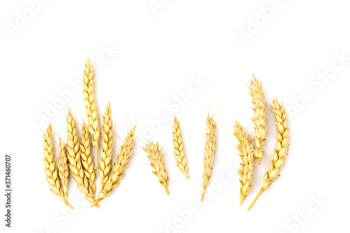 Spikelets of golden wheat, isolated on white background