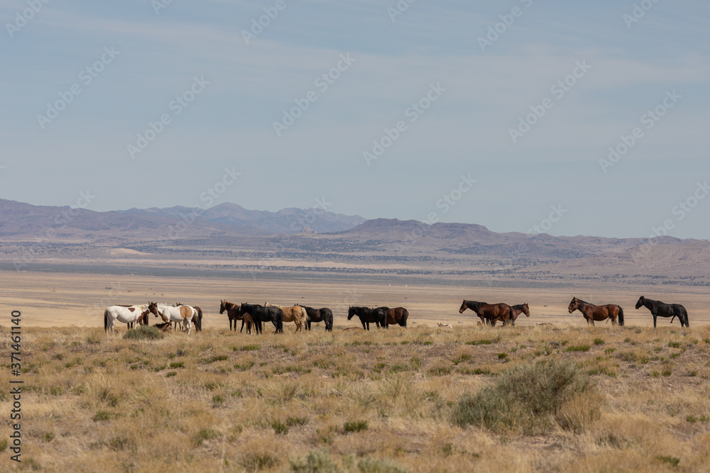 Wild Horses in the Utah Desert in Spring Wild Horses in the Utah Desert in Spring
