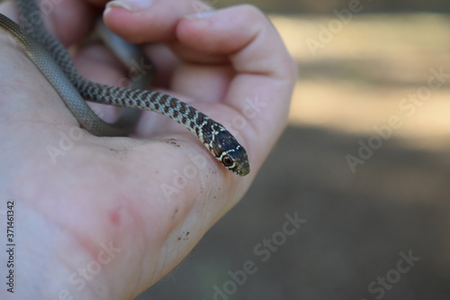 Young Italian Aesculapian Snake (Zamenis lineatus) on a hand photo