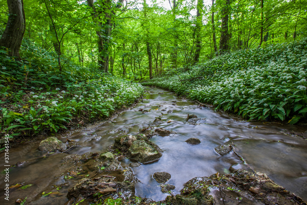 Fototapeta premium river in the green forest 