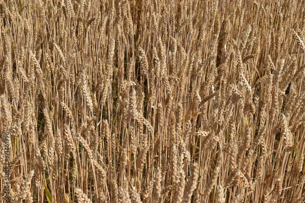 The fluffy peaceful crop field in Obihiro Japan The fluffy peaceful crop field in Obihiro Japan