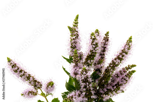 Purple peppermint flowers isolated on white background