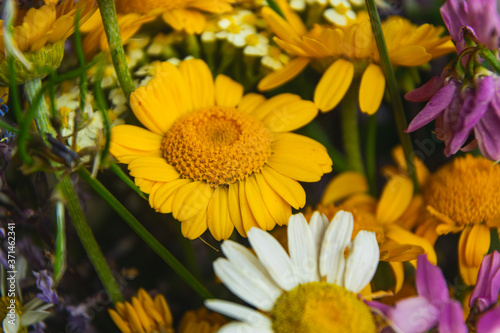 Close up and full frame photo of beutiful field flowers