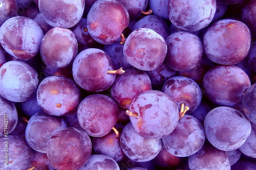 plum berry garden blue large quantity