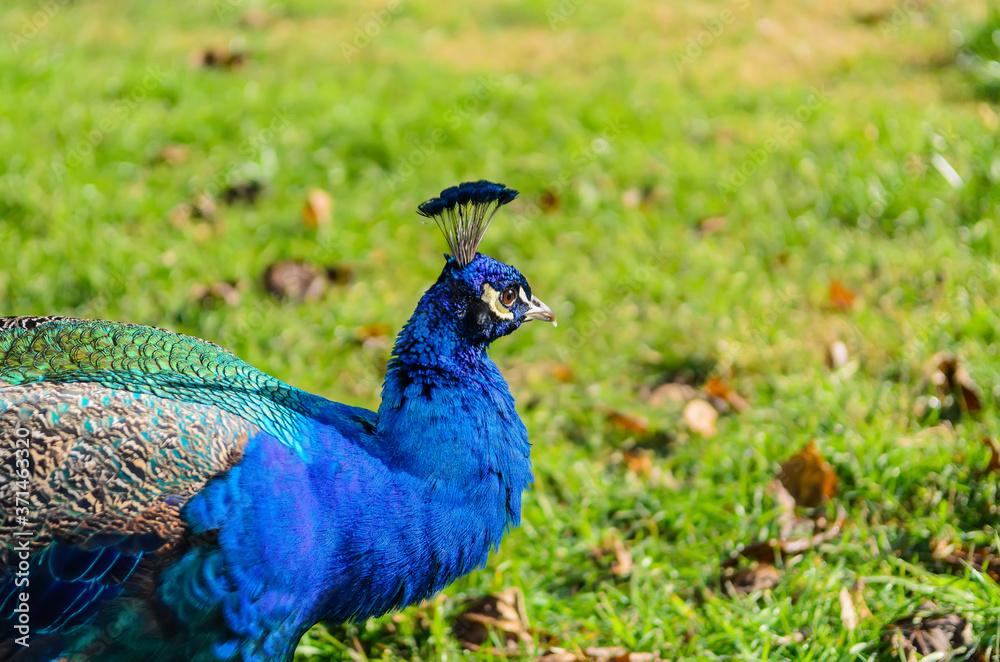 Peafowl walking on the grass. Peafowl is a common name for three species of birds in the genera Pavo and Afropavo of the Phasianidae family, the pheasants and their allies.
Peafowl walking on the grass. Peafowl is a common name for three species of birds in the genera Pavo and Afropavo of the Phasianidae family, the pheasants and their allies.