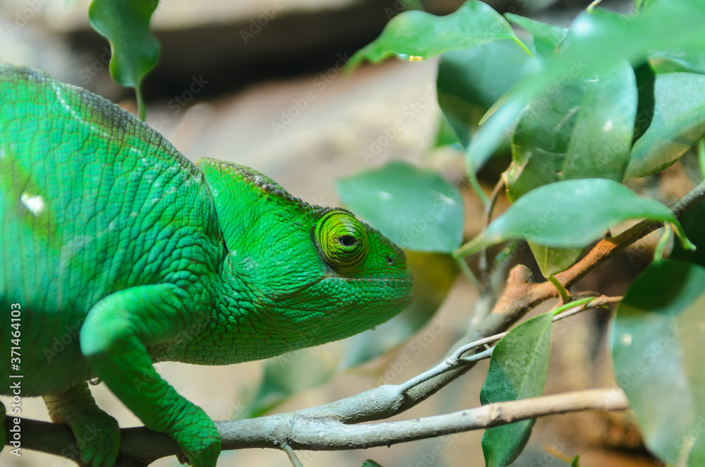 Obraz premium Chameleon camouflaging in green foliage. Colour change in chameleons has functions in camouflage, but most commonly in social signaling and in reactions to temperature and other conditions.