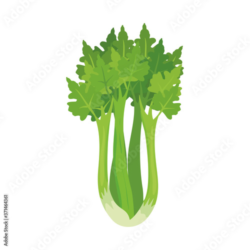 celery plant, green leaves in white background vector illustration design