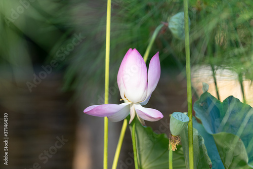 Natural background with Lotus flowers