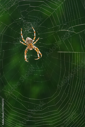 European Garden Spider or Diadem Spider in its Web