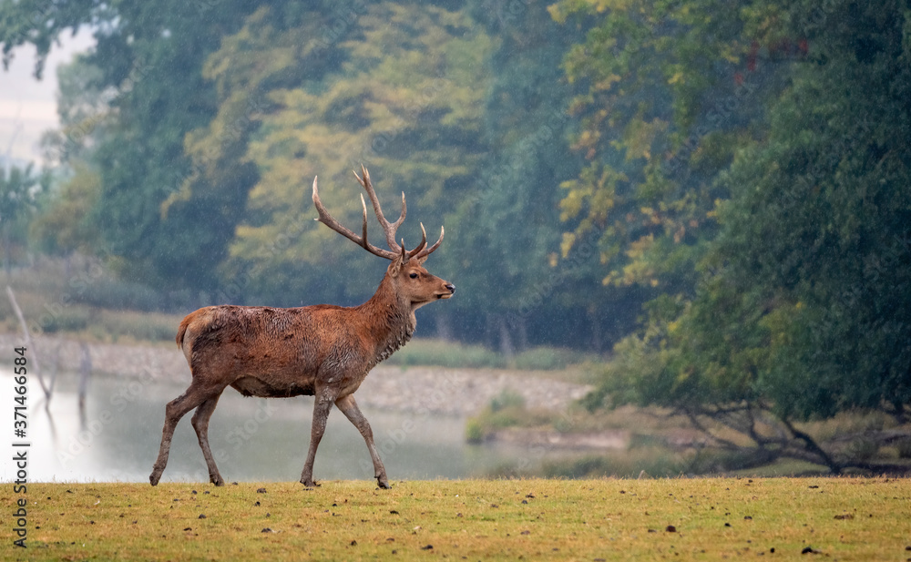 Fototapeta premium deer in the forest
