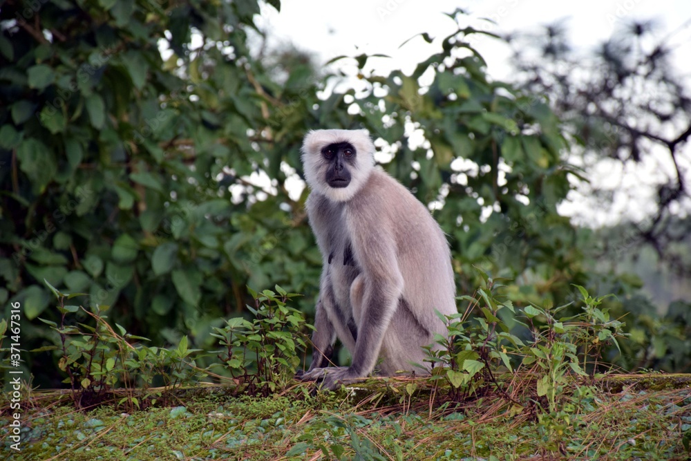 Beautiful picture of monkey sitting on tree top