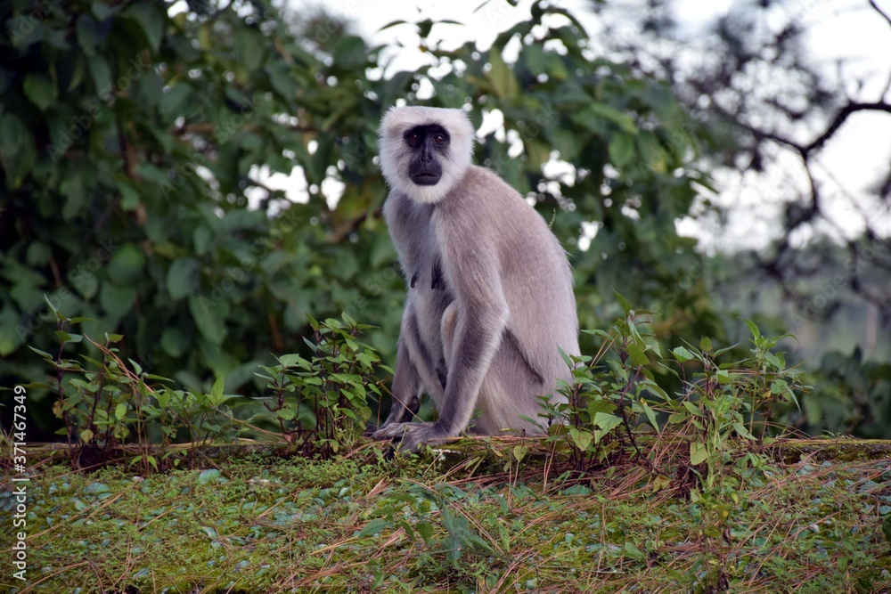 Beautiful picture of monkey in Nainital uttarakhand