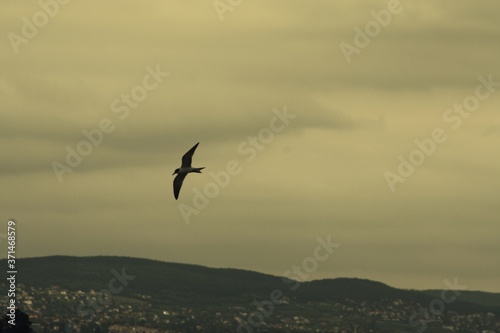 Seagull flies over Lake Balaton  pictured on ferry 
