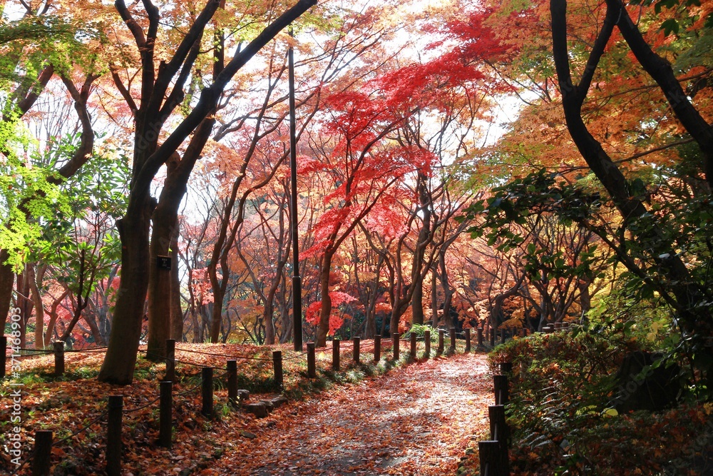 Naklejka premium 형형색색의 아름다운 가을 단풍