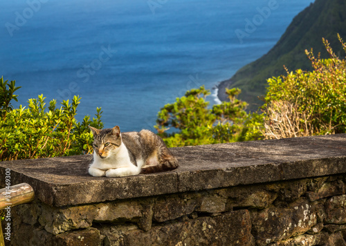 Cat in the Azores photo