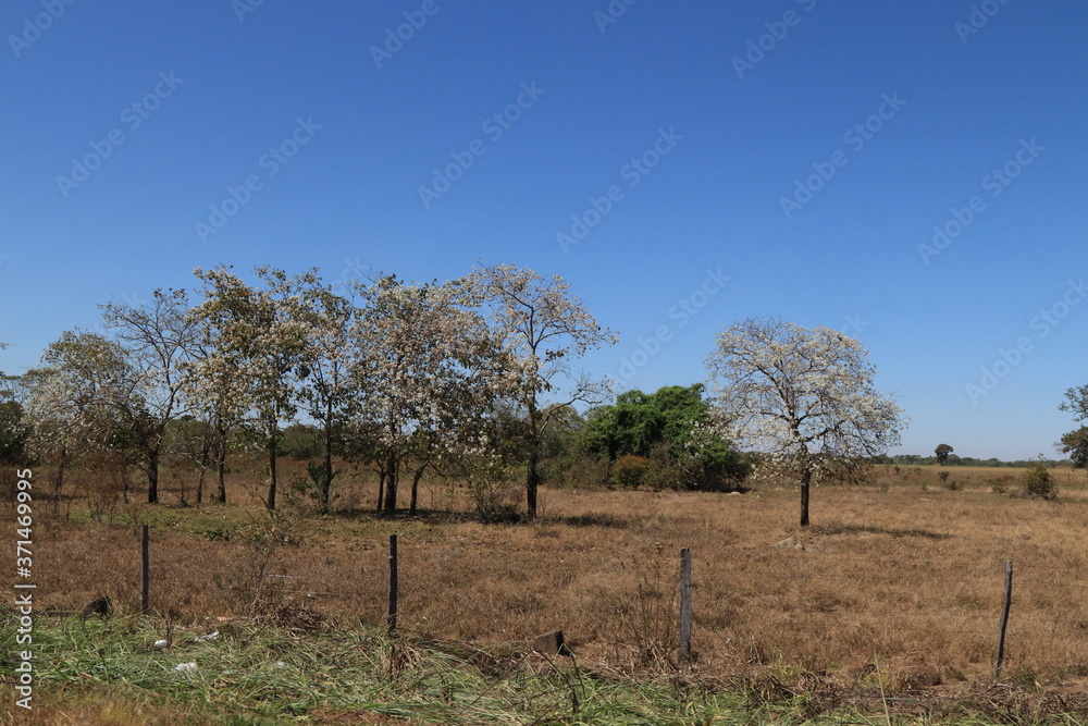 tree in the field