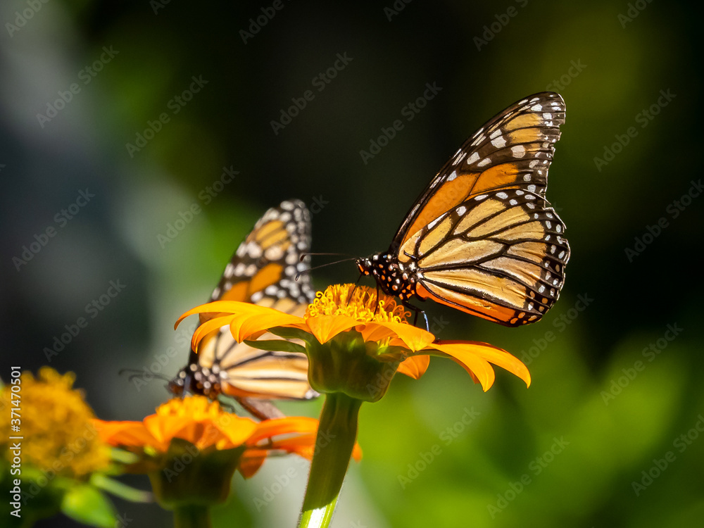 Close-up of two Monarch butterflies, Danaus plexippus, on flowers Close-up of two Monarch butterflies, Danaus plexippus, on flowers