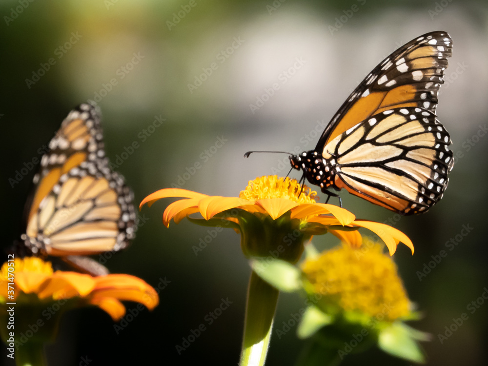 Obraz premium Close-up of two Monarch butterflies, Danaus plexippus, on flowers