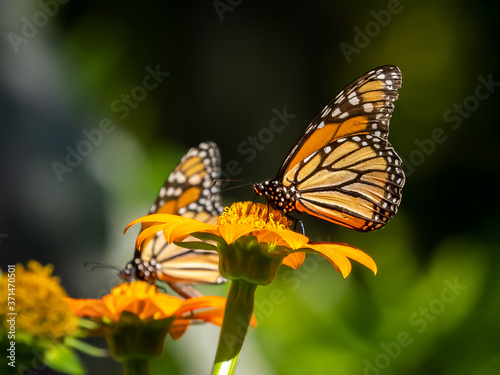 Close-up of two Monarch butterflies, Danaus plexippus, on flowers