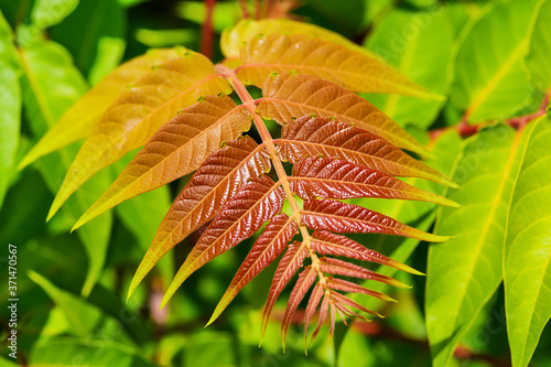 Young leaves of a plant. Ailanthus altissima, commonly known as tree of heaven is a deciduous tree in the family Simaroubaceae. photo