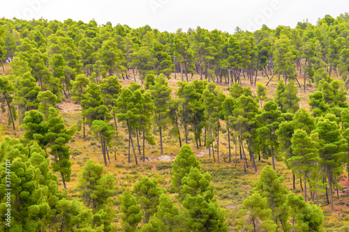 rich green color trees in Berat and tomori mountain national park. Fauna and nature in Albania. photo