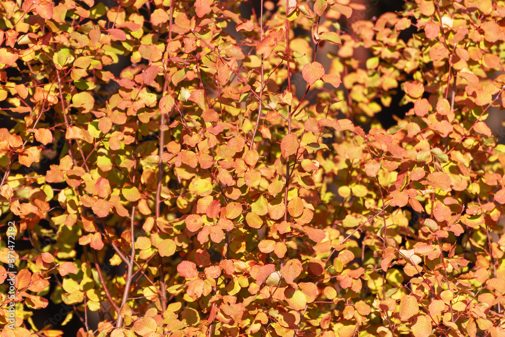 Abstract texture with a bush covered with yellowed autumn leaves Abstract texture with a bush covered with yellowed autumn leaves