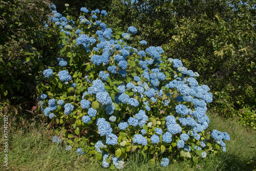 Summer Flowering Mop Head Flower of the Hydrangea macrophylla 'Generale Vicomtesse de Vibraye' in a Woodland Garden at Marwood Hill in Rural Devon, England, UK
