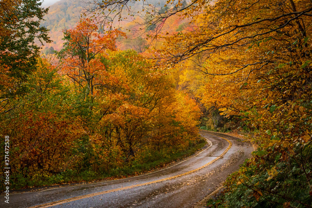 Fototapeta premium Rainy Autumn Road