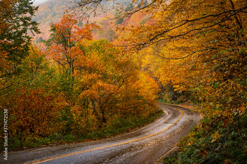 Rainy Autumn Road