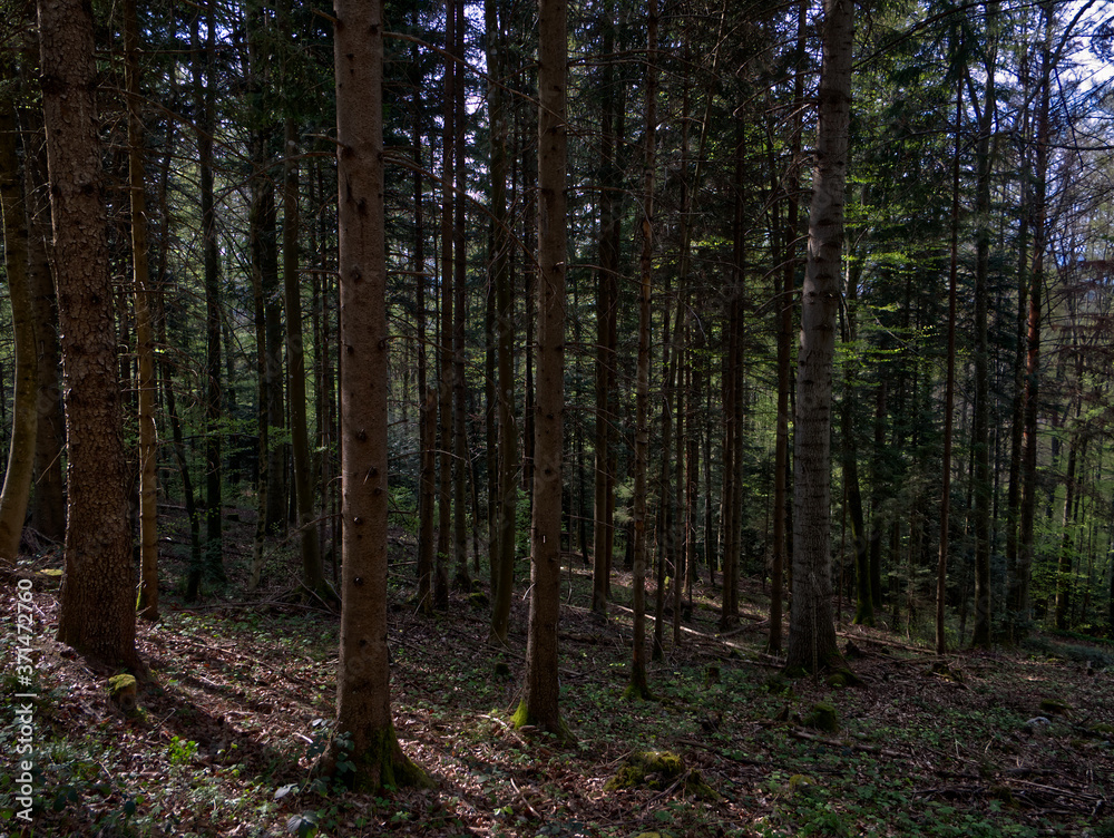 Fototapeta premium P1130557