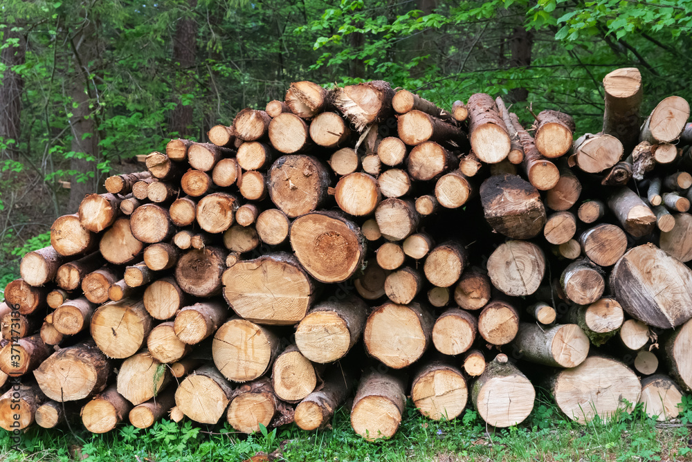 Pile of firewood stacked in the green forest